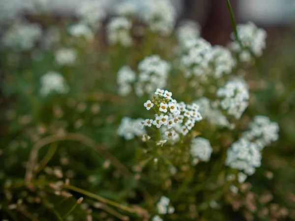 Primer plano de enfoque selectivo de pequeñas flores blancas en un campo de flores sobre un fondo borroso — Foto de Stock