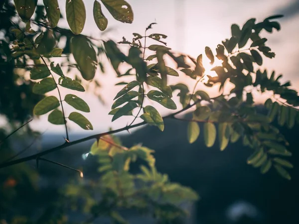 Выборочный снимок крупным планом растений с зелеными листьями на закате — стоковое фото