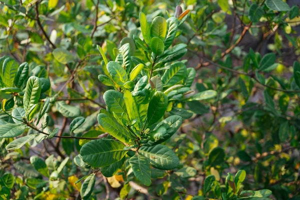 Plan rapproché des feuilles d'arbre avec un fond flou le jour — Photo