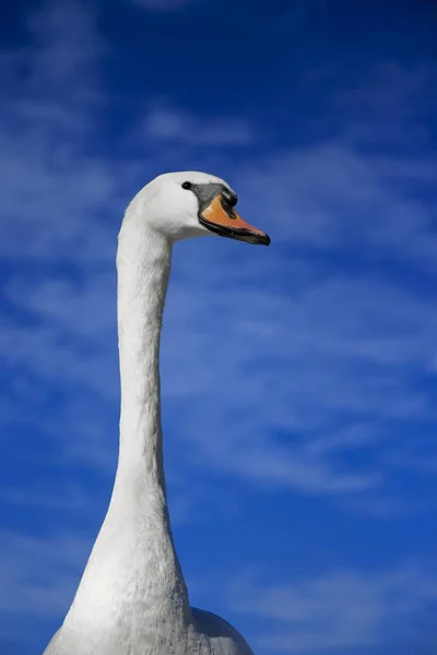Vertical tiro de um cisne bonito com um céu azul borrado no fundo — Fotografia de Stock