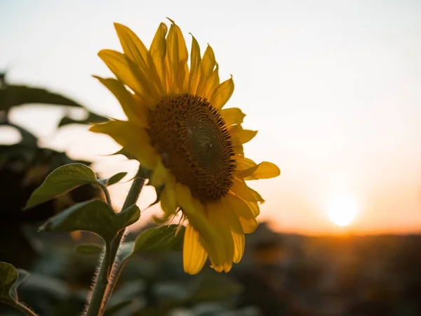 Primer plano de enfoque selectivo de un girasol amarillo durante la puesta del sol —  Fotos de Stock