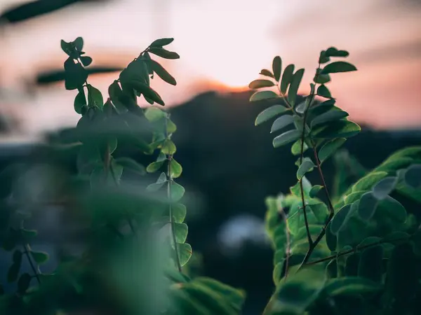 Выборочный снимок крупным планом растений с зелеными листьями на закате — стоковое фото