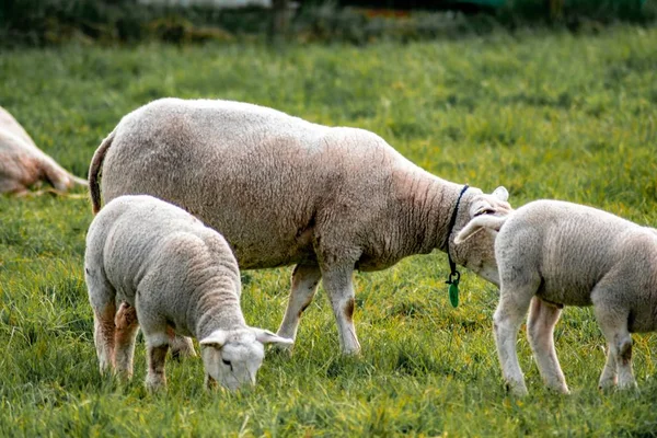 Primo piano di una bella mandria di pecore al pascolo l'erba in un campo — Foto Stock