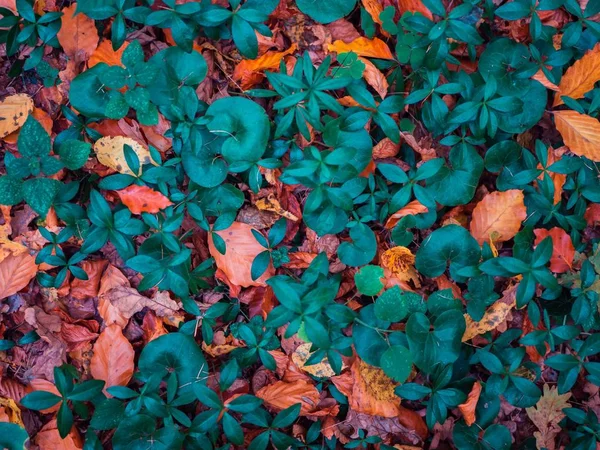 Mooie brede opname van een stapel blauwe, roze en paarse bladeren — Stockfoto