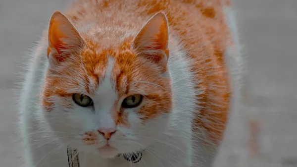 Primer plano de lindo adorable jengibre y blanco gato doméstico — Foto de Stock