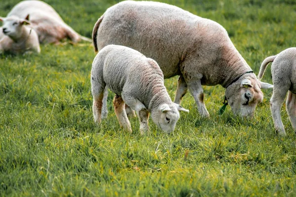 Крупним планом знімок красивого стада овець, що пасуть траву в полі — стокове фото