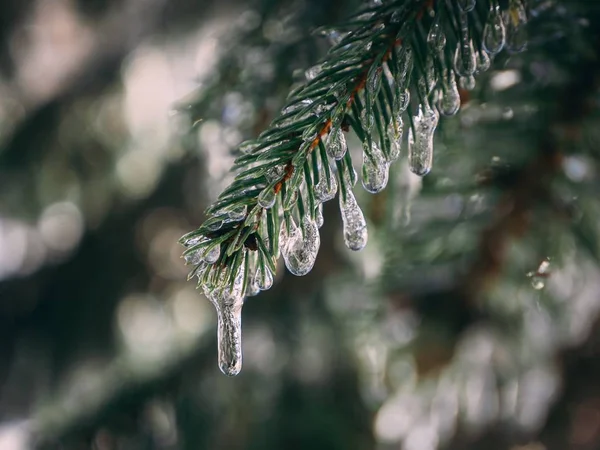 Primo piano selettivo di un ramo di pino ricoperto di goccioline d'acqua congelate — Foto Stock