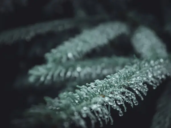Selective focus closeup shot of green pine tree branch with water droplets — 스톡 사진