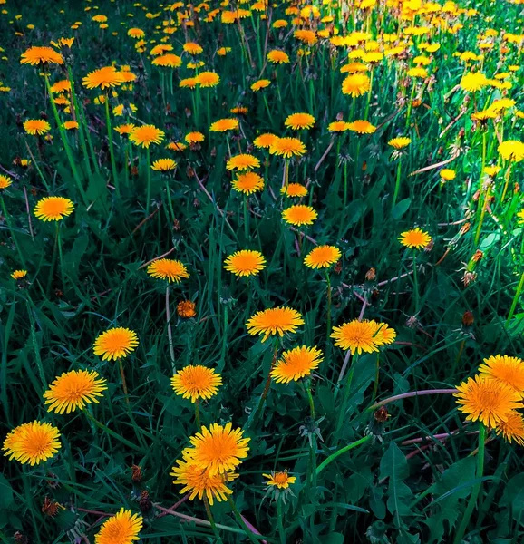 Land of beautiful yellow dandelions on a bright sunny day — Stock Photo, Image