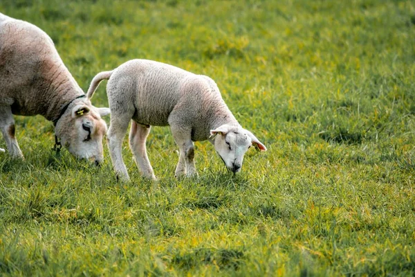 Närbild skott av en vacker flock får bete gräset i ett fält — Stockfoto