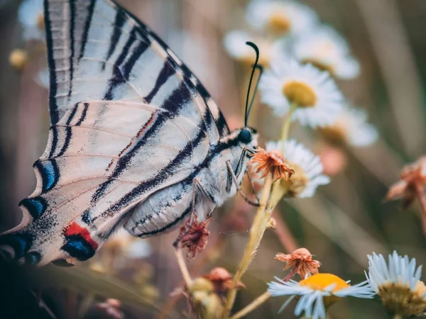 Tiro de foco seletivo de uma borboleta preta e branca em uma flor de laranja entre margaridas brancas — Fotografia de Stock