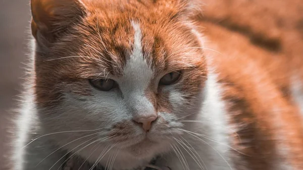 Sevimli sevimli zencefil ve beyaz evcil kedi Closeup çekim — Stok fotoğraf