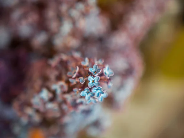 Foco seletivo close-up tiro de pequenas flores azuis em um fundo embaçado — Fotografia de Stock