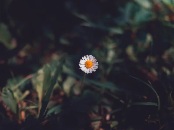 Вибірковий фокус крупним планом біла ромашкова квітка — стокове фото