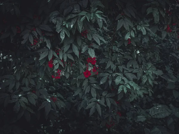 Primer plano selectivo de plantas verdes con pequeñas flores rojas —  Fotos de Stock