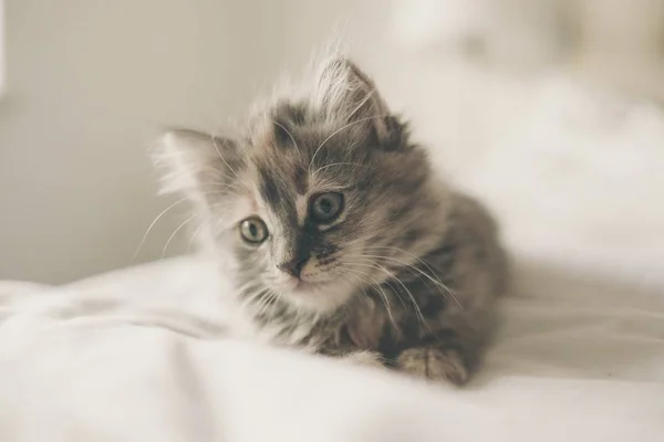 Lindo gatito con ojos verdes acostado en textil blanco con un fondo borroso —  Fotos de Stock