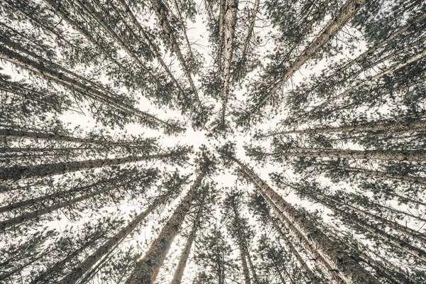 Une Photographie Faible Angle Arbres Fins Dans Une Forêt Avec — Photo