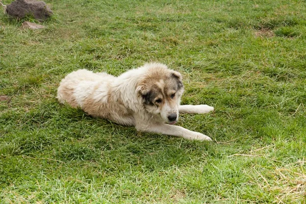 Closeup tiro de um cão pastor Maremma em um campo de grama — Fotografia de Stock