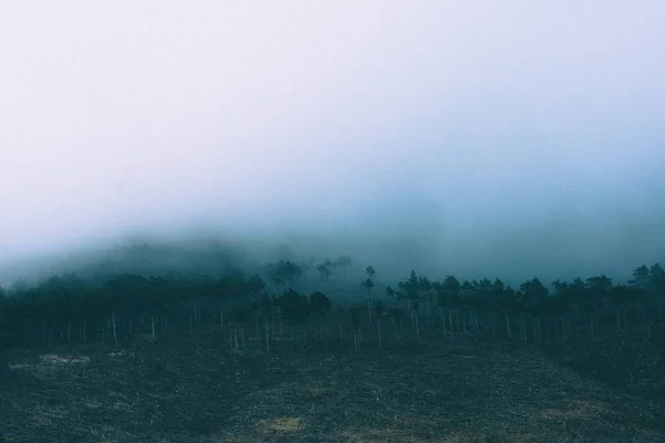 Belo tiro de um campo nebuloso com árvores finas cobertas de névoa — Fotografia de Stock