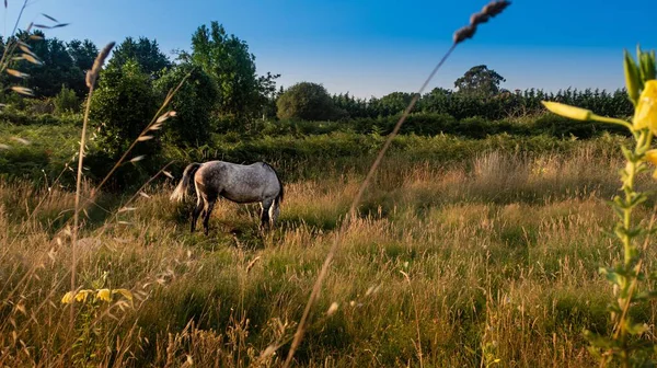 Szerokie ujęcie konia jedząc trawę w polu trawy pod pięknym niebem — Zdjęcie stockowe