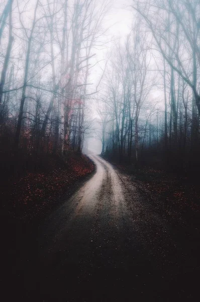 薄い木と不気味な霧の森の狭い道路の垂直ショット ホラーや謎の概念 — ストック写真