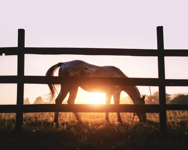 Silueta de un caballo marrón y gris cerca de una cerca de madera durante la hora dorada en un rancho — Foto de Stock