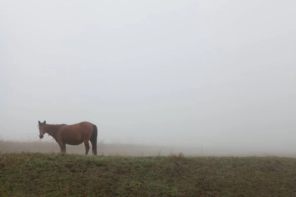 Weitschussbild eines Pferdes im Gras vor nebligem Hintergrund — Stockfoto