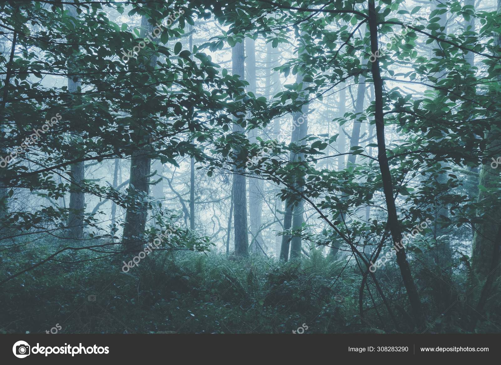 Beautiful Scenery Foggy Mysterious Forest Gloomy Day Stock Photo Image By C Wirestock Beautiful Scenery Foggy Mysterious Forest Gloomy Day Stock Photo Image By C Wirestock