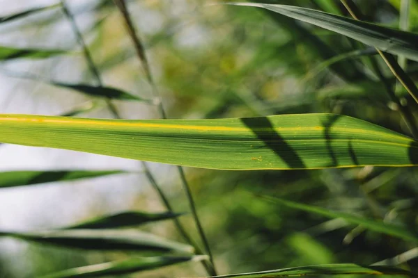 Closeup Shot Plant Leaf Blurred Natural Background Daytime — Stock Photo, Image