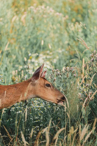 Красивый снимок дикого коричневого оленя на зеленом холме в лесу — стоковое фото