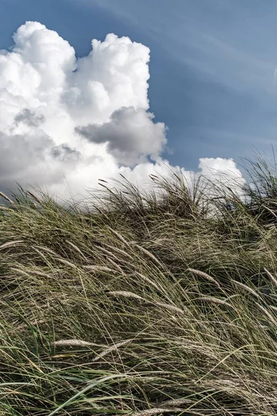 Plan Vertical Herbe Avec Fond Ciel Nuageux — Photo