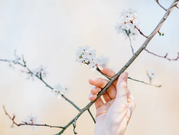 A close shot of a person holding a branch with white flowers and a blurred background