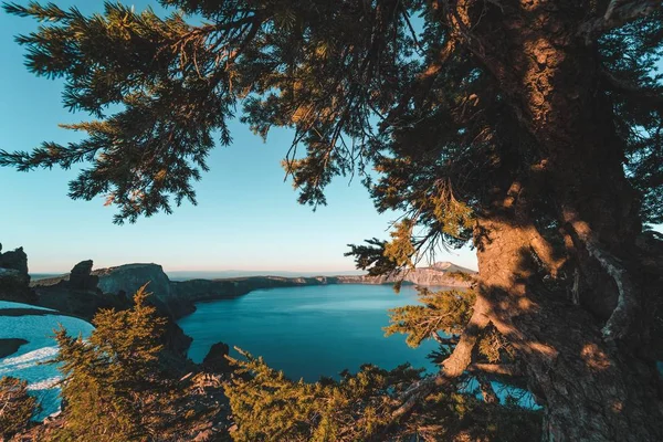 Vacker bild av en sjö genom grönska i en skog — Stockfoto