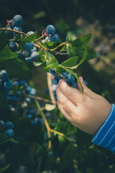 Gambar vertikal seorang anak mengambil blueberry dari tanaman dengan latar belakang yang kabur — Stok Foto