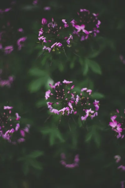 Tiro de close-up seletivo de uma bela flor roxa com folhas verdes em um fundo embaçado — Fotografia de Stock