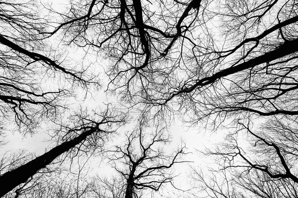 Low Angle Shot High Bare Trees Beautiful Evening Sky — Stock Photo, Image