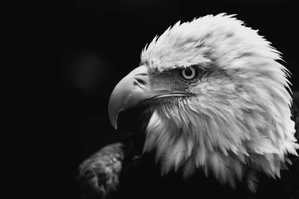 Nahaufnahme Graustufen-Aufnahme eines amerikanischen Weißkopfseeadlers auf dunklem Hintergrund — Stockfoto