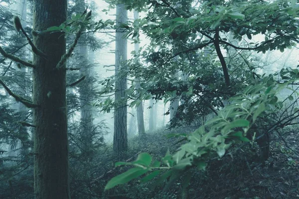 Прекрасный Пейзаж Туманного Таинственного Леса Мрачный День — стоковое фото