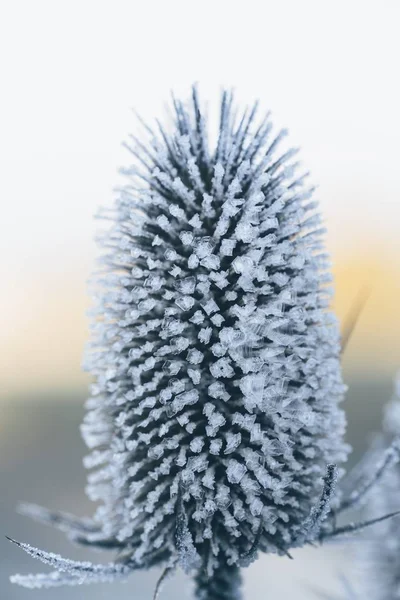 Plano Vertical Una Planta Congelada Con Fondo Borroso — Foto de Stock