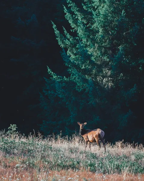 Schöne Hirsche, die auf einem Feld auf einem Hügel in der Landschaft stehen — Stockfoto