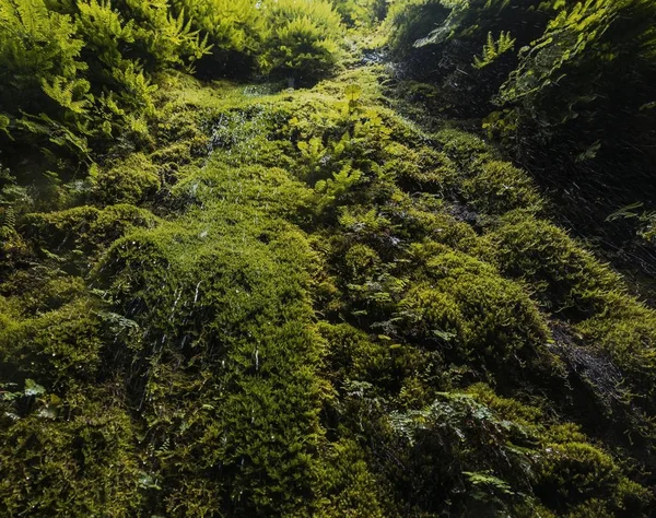 Tiro Largo Plantas Verdes Grama Penhasco — Fotografia de Stock