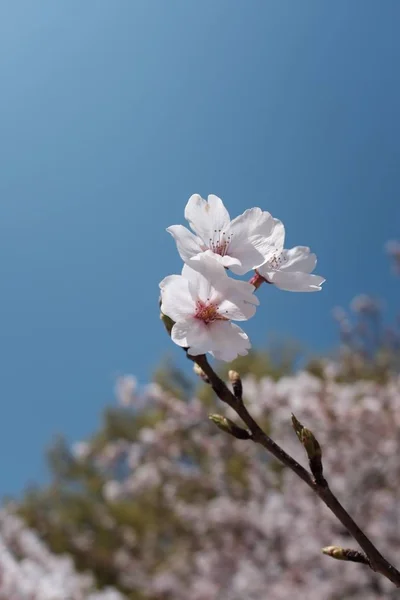 Tiro Close Seletivo Bela Flor Cereja Primavera Com Fundo Céu — Fotografia de Stock