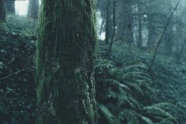 Beautiful Scenery Foggy Mysterious Forest Gloomy Day — Stock Photo, Image