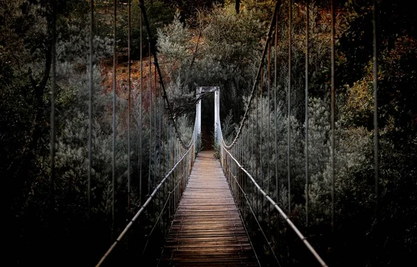 Hermoso Plano Horizontal Largo Puente Rodeado Altos Árboles Bosque —  Fotos de Stock