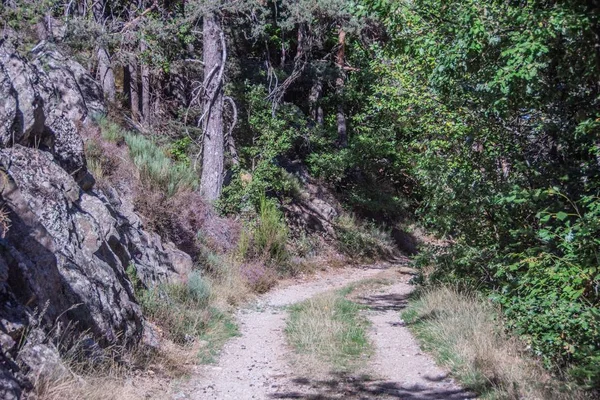 Die Schöne Landschaft Eines Waldes Einem Sonnigen Tag — Stockfoto