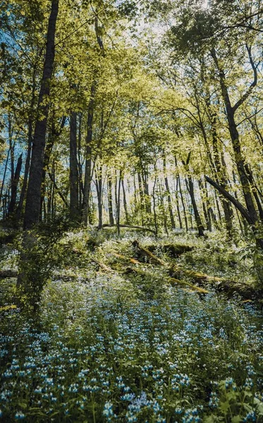 Colpo Verticale Campo Fiori Blu Con Foglie Verdi Nella Foresta — Foto Stock