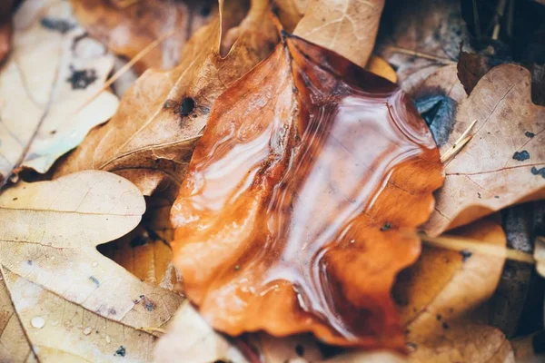 A closeup shot of a brown wet leaf on a couple of brown dry leaves