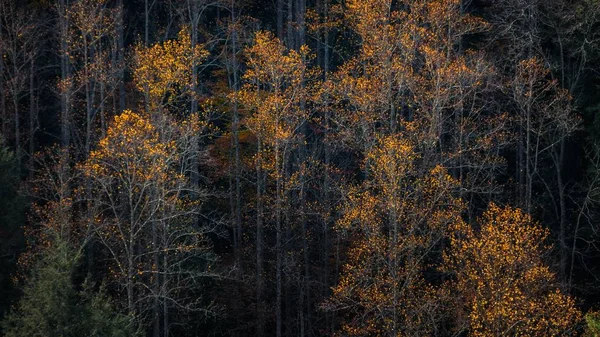 Eine Große Aufnahme Hoher Bäume Mit Blättern Herbstfarben Einem Wald — Stockfoto