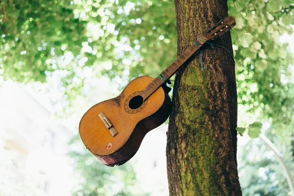 Piękny Strzał Gitary Przywiązany Drzewa Niewyraźne Tło — Zdjęcie stockowe
