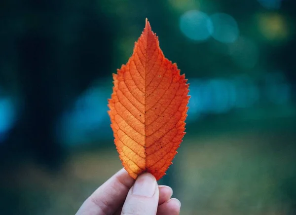 Eine Nahaufnahme Einer Person Die Ein Braunes Blatt Mit Verschwommenem — Stockfoto